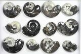Lot: Polished Goniatite Fossils Assorted Sizes - Pieces #82173-2